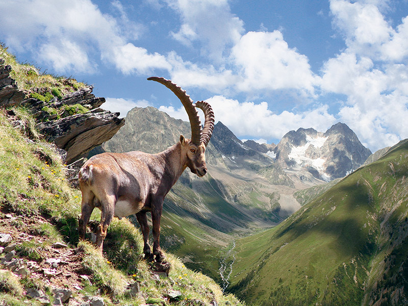 [Translate to en:] Steinbock